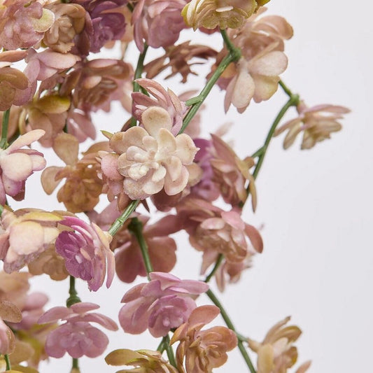 EDG - Ramo di Echeveria