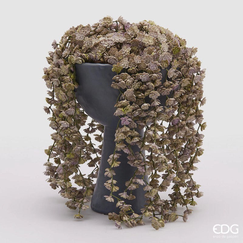 EDG - Ramo di Echeveria