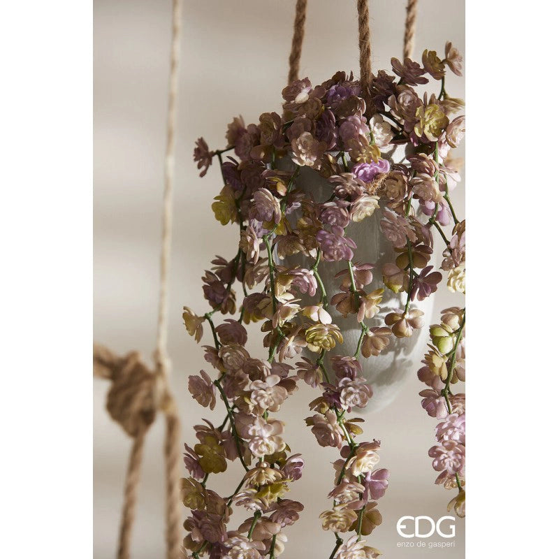 EDG - Ramo di Echeveria
