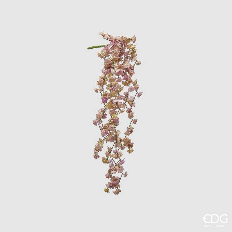 EDG - Ramo di Echeveria