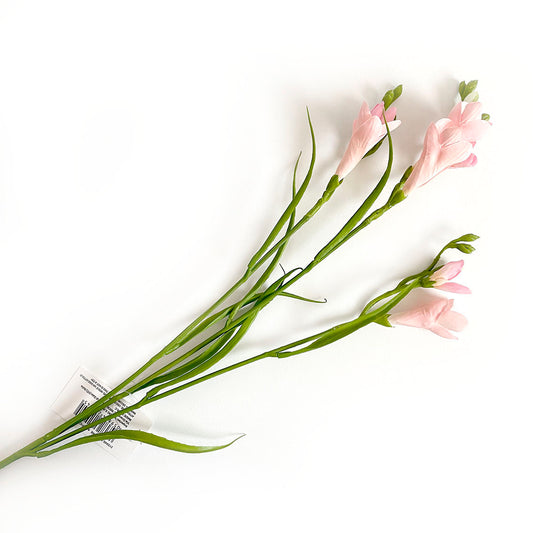 fresia rosa enzo de gasperi