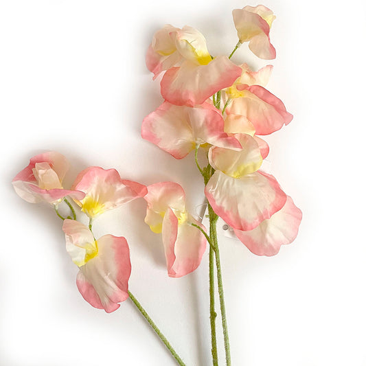 EDG - Pisello odoroso