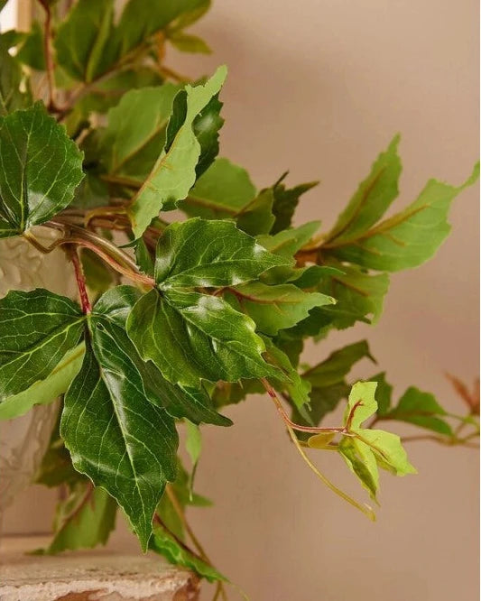 cissus finto fiori artificiali edg