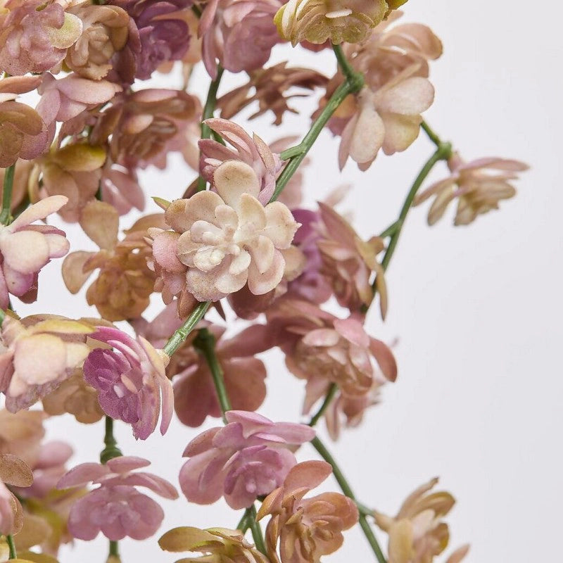 EDG - Ramo di Echeveria