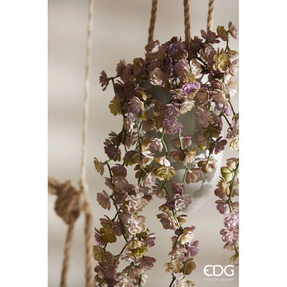 EDG - Ramo di Echeveria