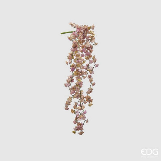 EDG - Ramo di Echeveria